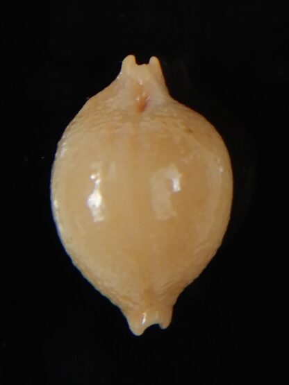 Pustularia cicercula cicercula 19,75 mm Gem-58304