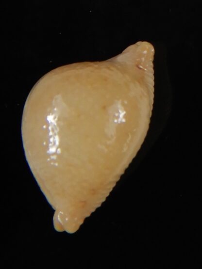 Pustularia cicercula cicercula 19,75 mm Gem-58305
