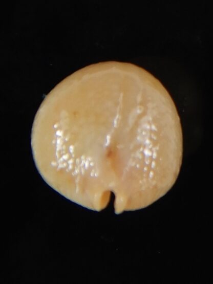 Pustularia cicercula cicercula 19,75 mm Gem-58307