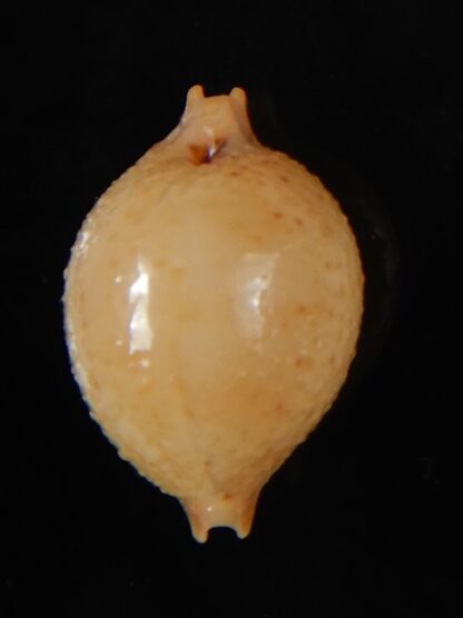 Pustularia cicercula cicercula 20.12 mm Gem-58318