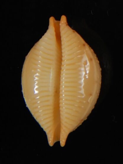 Pustularia cicercula cicercula 20.12 mm Gem-58321