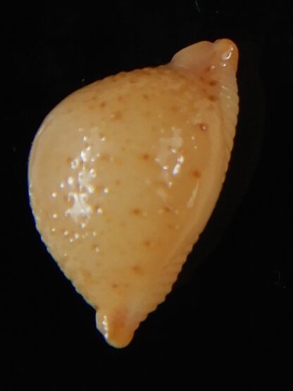 Pustularia cicercula cicercula 20.12 mm Gem-58319