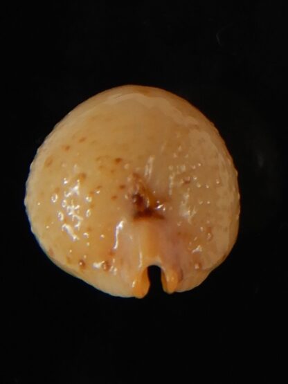 Pustularia cicercula cicercula 20.12 mm Gem-58320