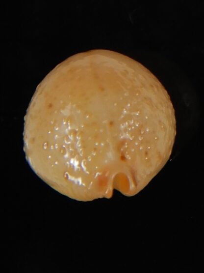 Pustularia cicercula cicercula 20.12 mm Gem-58316