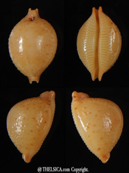 Pustularia cicercula cicercula 20.12 mm Gem-0