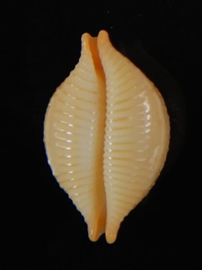 Pustularia cicercula cicercula 20.16 mm Gem-58331