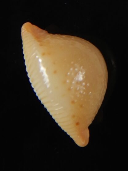 Pustularia cicercula cicercula 20.16 mm Gem-58332