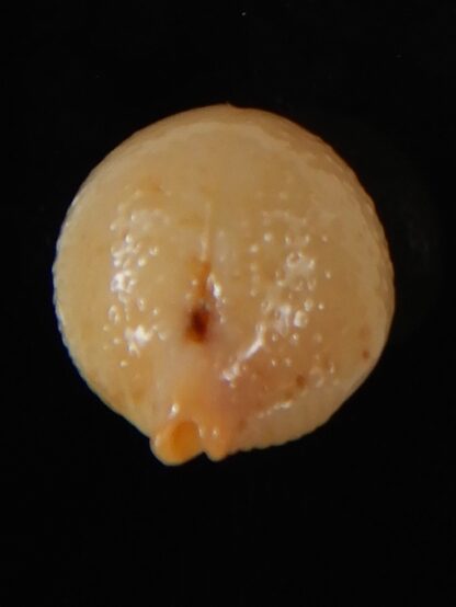 Pustularia cicercula cicercula 20.16 mm Gem-58333