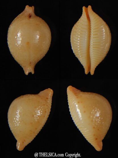 Pustularia cicercula cicercula 20.16 mm Gem-0