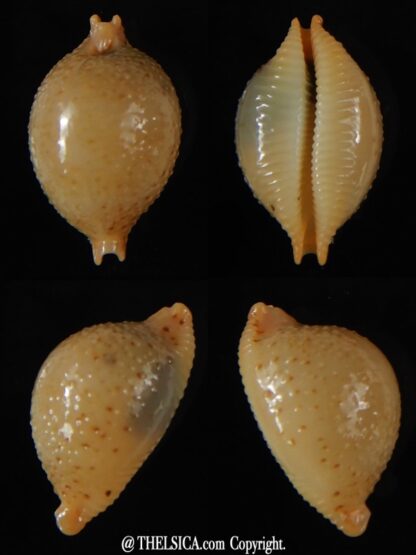 Pustularia cicercula cicercula 21.30 mm Gem-0