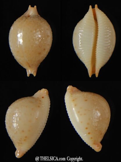 Pustularia cicercula cicercula 22,38 mm Gem-0