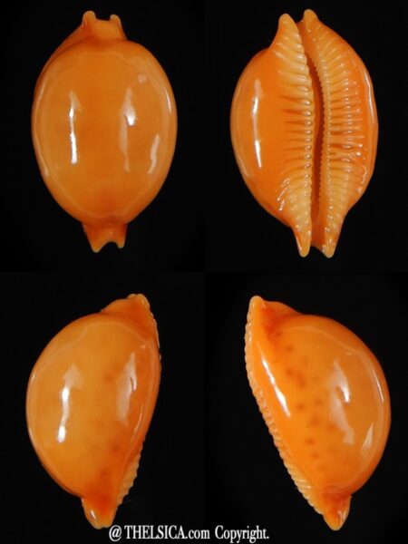 Pustularia globulus globulus 20,12 mm Gem-0