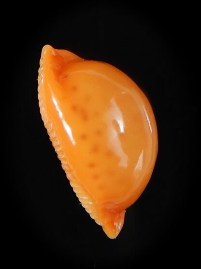 Pustularia globulus globulus 20,12 mm Gem-58442