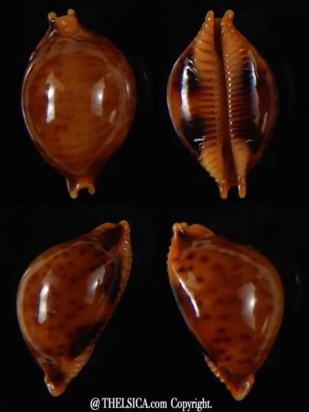Pustularia globulus sphaeridium 19,10 mm Gem -0