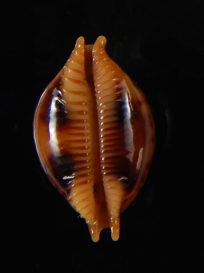 Pustularia globulus sphaeridium 19,10 mm Gem -58456