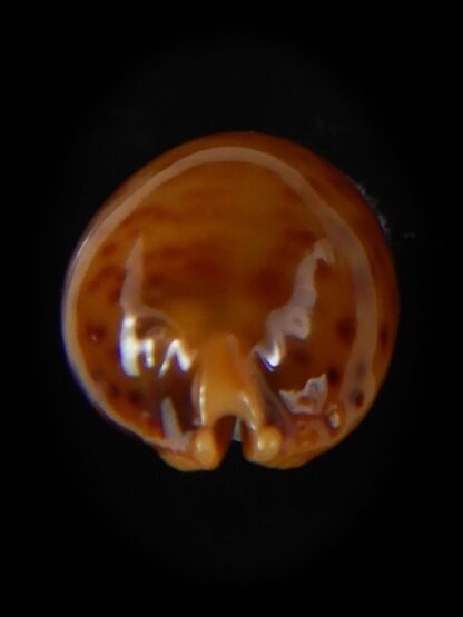 Pustularia globulus sphaeridium 19,10 mm Gem -58459