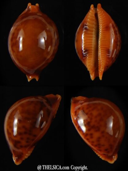 Pustularia globulus sphaeridium 19,98 mm Gem-0