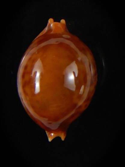 Pustularia globulus sphaeridium 19,98 mm Gem-58473