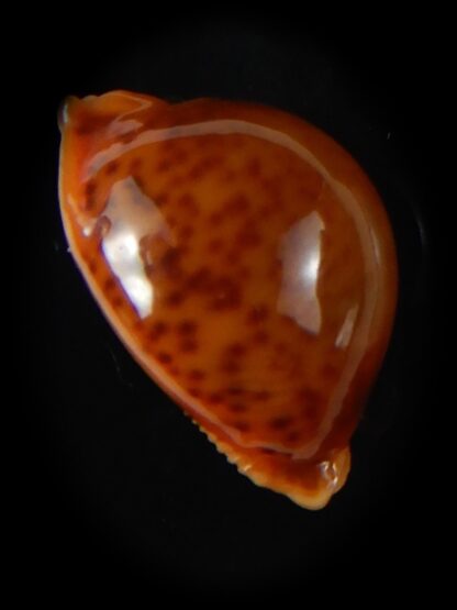 Pustularia globulus sphaeridium 19,98 mm Gem-58469