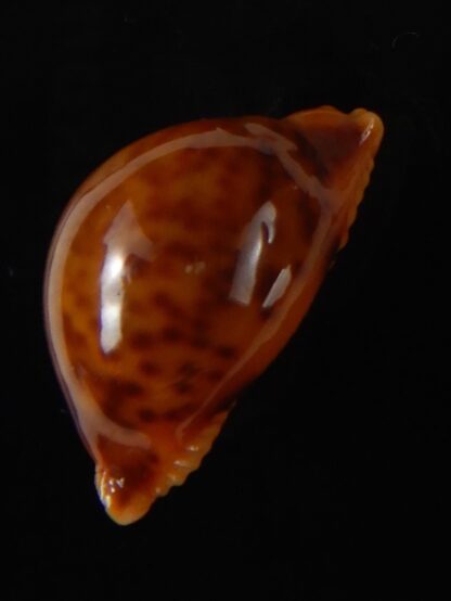 Pustularia globulus sphaeridium 19,98 mm Gem-58471