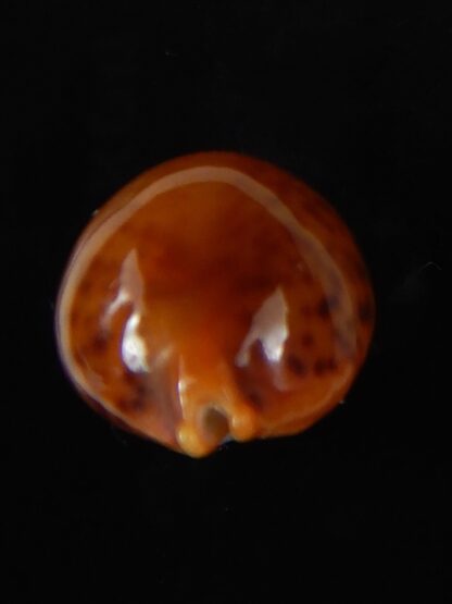 Pustularia globulus sphaeridium 19,98 mm Gem-58474