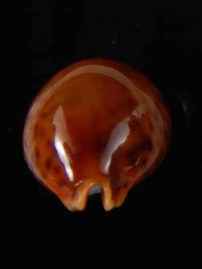 Pustularia globulus sphaeridium 19,98 mm Gem-58472