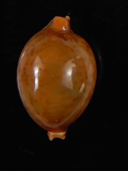 Pustularia globulus sphaeridium 20.09 mm Gem-58515