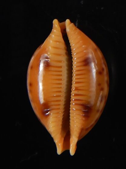 Pustularia globulus sphaeridium 20.09 mm Gem-58514
