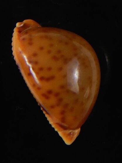 Pustularia globulus sphaeridium 20.09 mm Gem-58516
