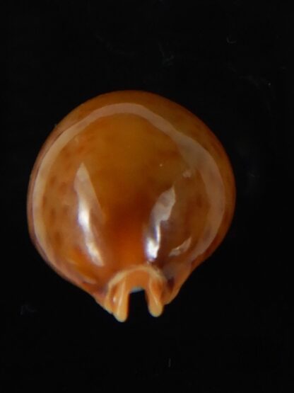 Pustularia globulus sphaeridium 20.09 mm Gem-58513