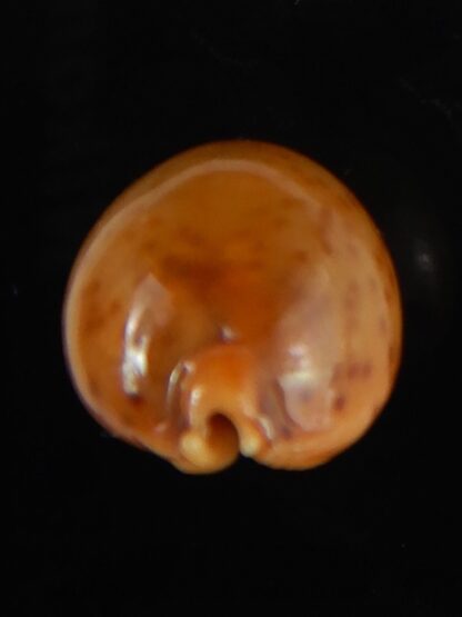 Pustularia globulus sphaeridium 20.09 mm Gem-58512