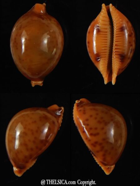 Pustularia globulus sphaeridium 20.09 mm Gem-0