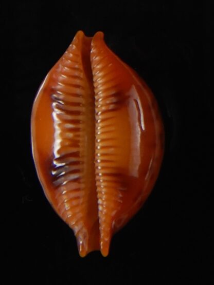 Pustularia globulus sphaeridium 20,10 mm Gem-58487