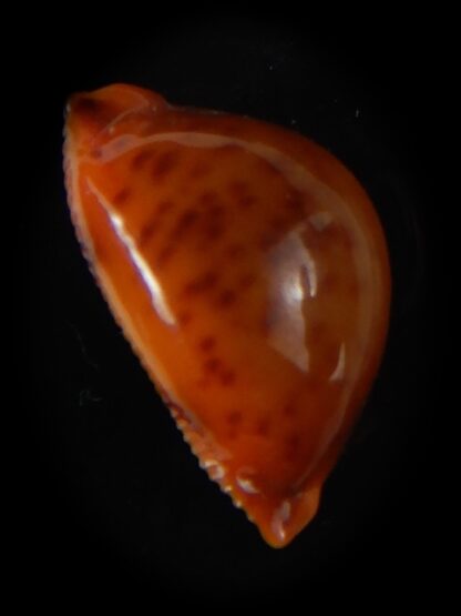 Pustularia globulus sphaeridium 20,10 mm Gem-58485