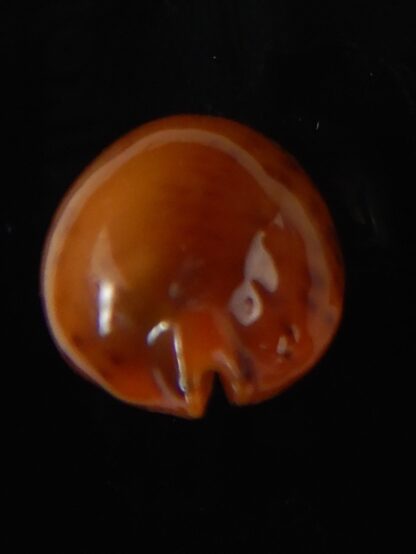Pustularia globulus sphaeridium 20,10 mm Gem-58486