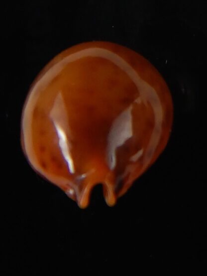 Pustularia globulus sphaeridium 20,10 mm Gem-58484