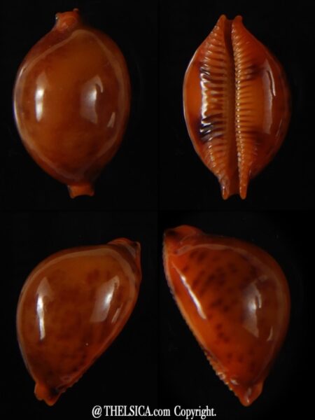 Pustularia globulus sphaeridium 20,10 mm Gem-0