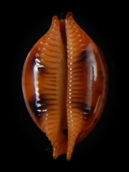 Pustularia globulus sphaeridium 20,30 mm Gem-58499