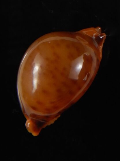 Pustularia globulus sphaeridium 20,30 mm Gem-58501