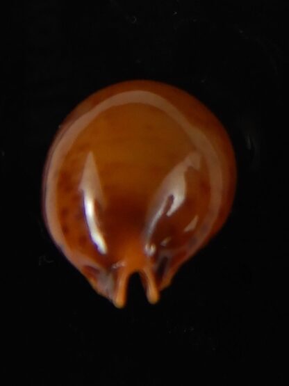Pustularia globulus sphaeridium 20,30 mm Gem-58498