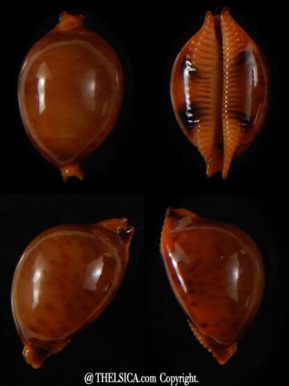 Pustularia globulus sphaeridium 20,30 mm Gem-0