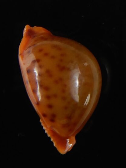 Pustularia globulus sphaeridium 21.48 mm Gem-58543