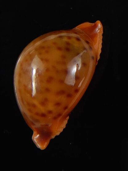 Pustularia globulus sphaeridium 21.48 mm Gem-58541