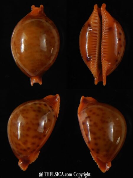 Pustularia globulus sphaeridium 21.48 mm Gem-0