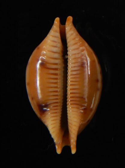 Pustularia globulus sphaeridium 21.70 mm Gem-58554