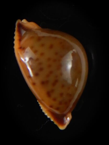 Pustularia globulus sphaeridium 21.70 mm Gem-58558