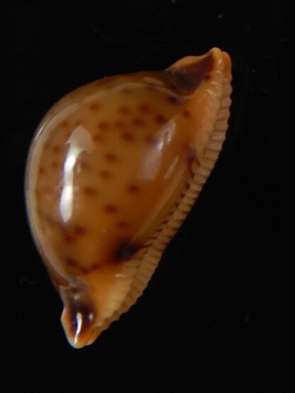 Pustularia globulus sphaeridium 21.70 mm Gem-58556