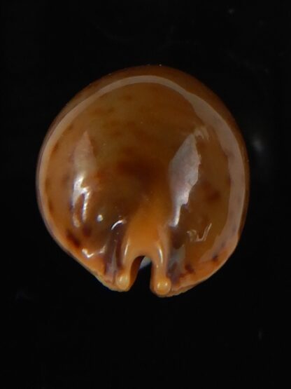 Pustularia globulus sphaeridium 21.70 mm Gem-58555