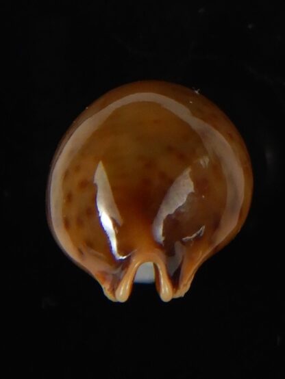 Pustularia globulus sphaeridium 21.70 mm Gem-58557