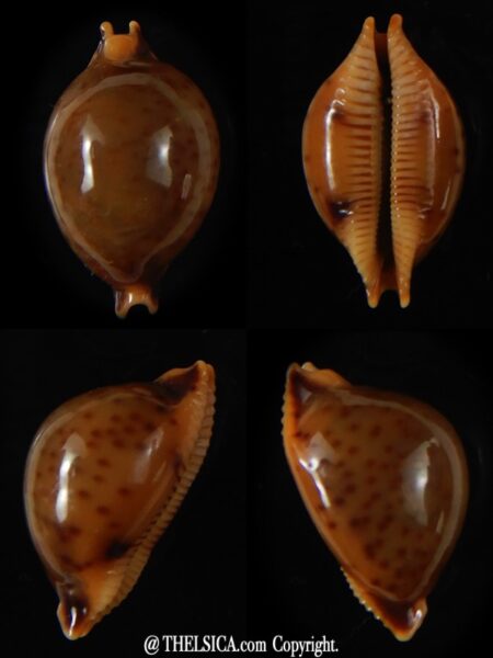 Pustularia globulus sphaeridium 21.70 mm Gem-0